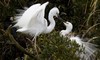 Mating White herons - White heron sanctuary tours